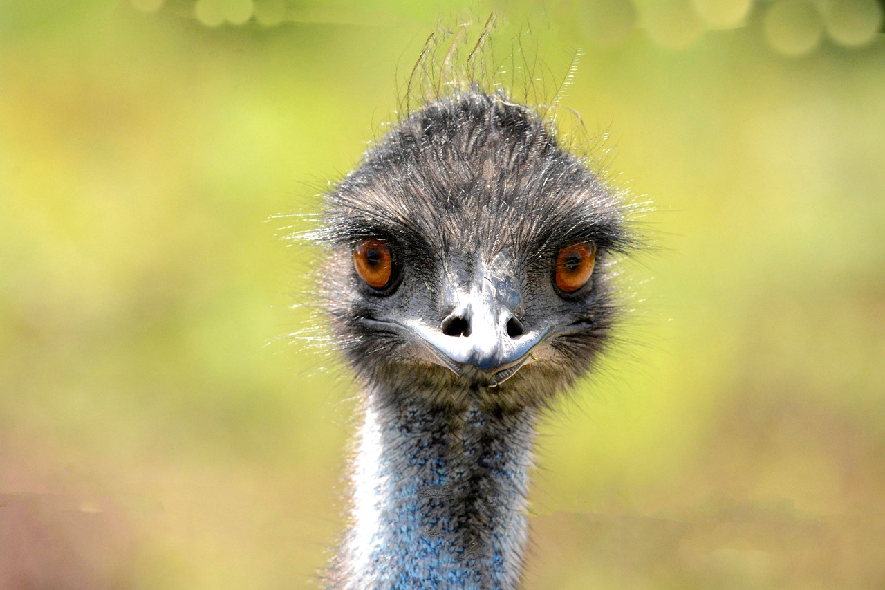 emu-öl gegen haarausfall