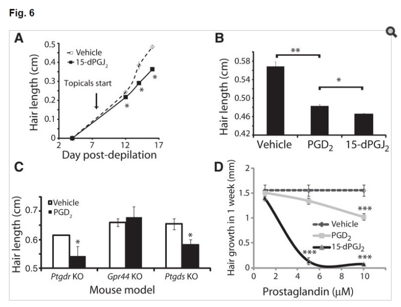 Wirkung der PGD2-Konzentration auf das Haarwachstum bei Mäusen