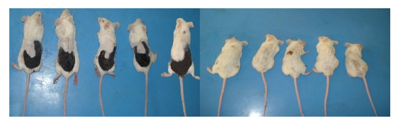 mäuse minoxidil experiment