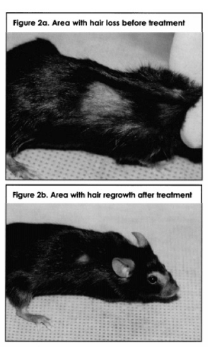 schwarzes johannisbeeröl gegen haarausfall bei mäusen studie